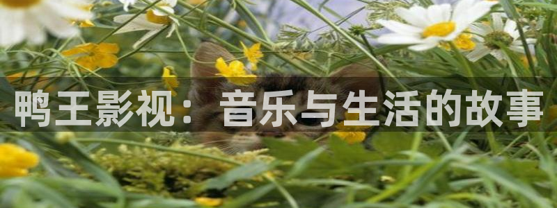 酷客免费影院在线播放：鸭王影视：音乐与生活的故事